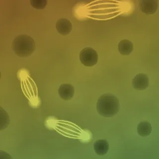 Mitosis